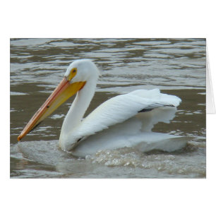 B14 White Pelican on Muddy River