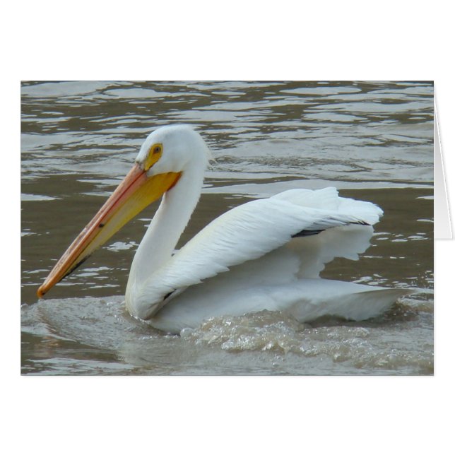 B14 White Pelican on Muddy River (Front Horizontal)