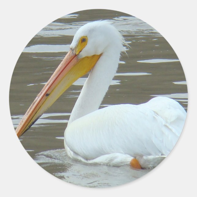 B15 White Pelican Classic Round Sticker (Front)