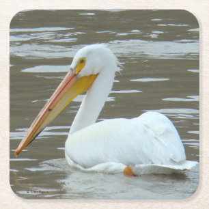 B15 White Pelican Square Paper Coaster