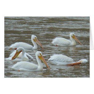 B16 White Pelicans on Muddy River