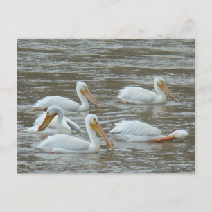 B16 White Pelicans on Muddy River Postcard