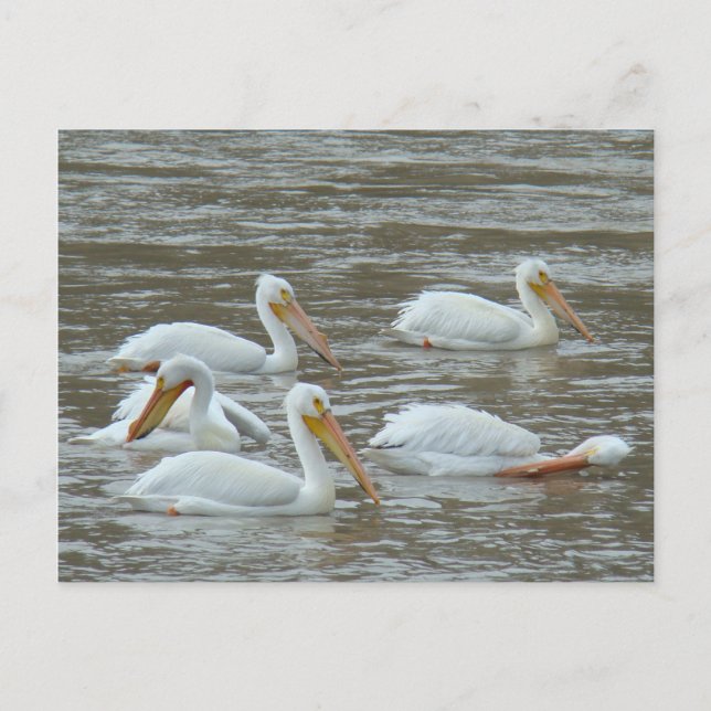 B16 White Pelicans on Muddy River Postcard (Front)