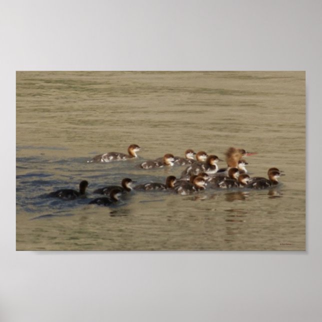 B17 Merganser Hen and Ducklings Poster (Front)