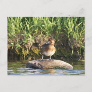 B18 Lesser Scaup Postcard