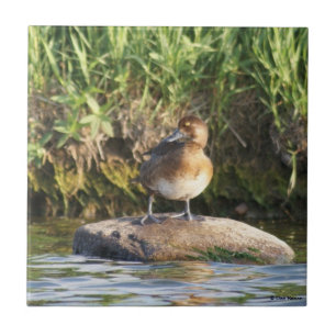 B18 Lesser Scaup Tile