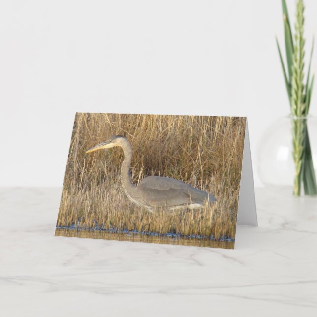 B19 Juvenile Blue Heron Card (Front)