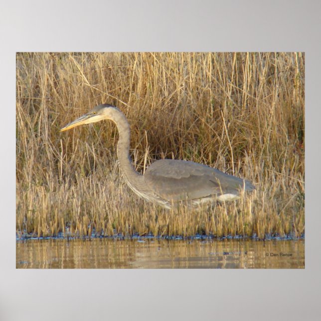 B19 Juvenile Great Blue Heron Poster (Front)