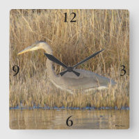 B19 Juvenile Great Blue Heron