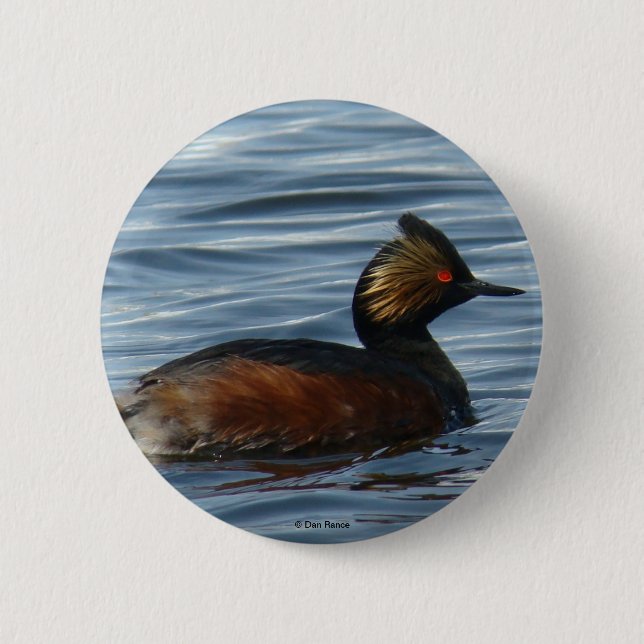 B1 Eared Grebe 6 Cm Round Badge (Front)