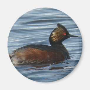 B1 Eared Grebe Magnet
