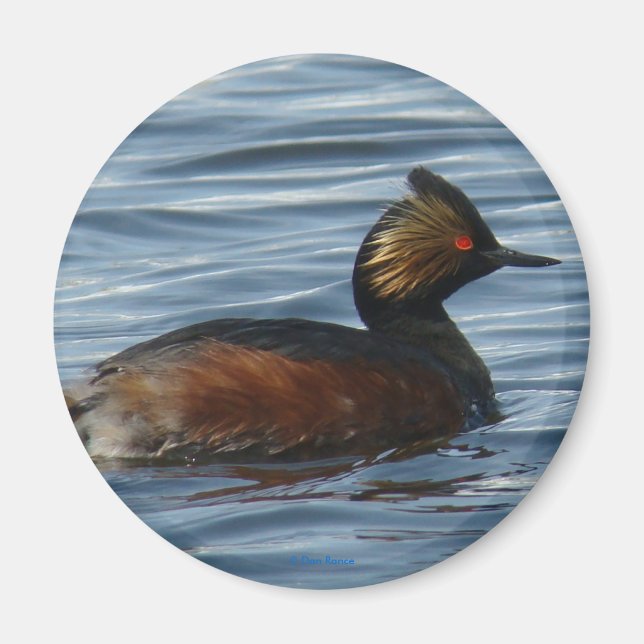 B1 Eared Grebe Magnet (Front)