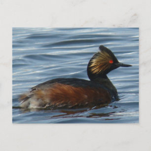 B1 Eared Grebe Postcard