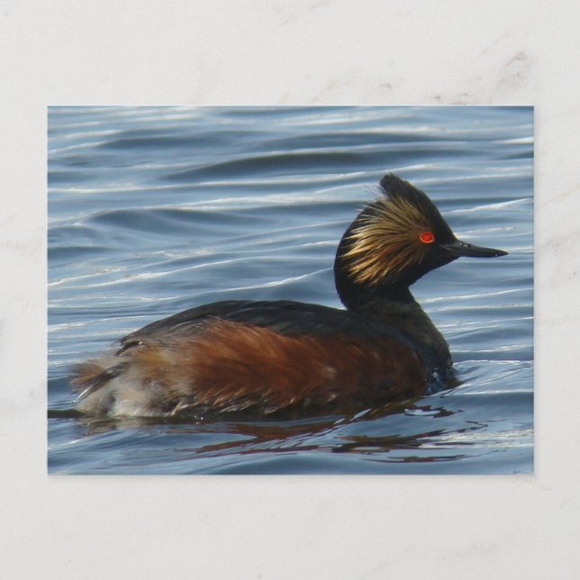 B1 Eared Grebe Postcard (Front)
