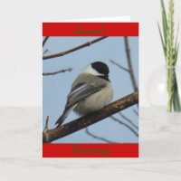 B21 Black Capped Chickadee