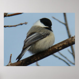 B21 Black Capped Chickadee Poster
