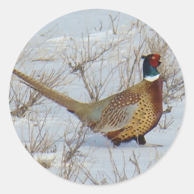 B22 Ring-necked Pheasant in Snow Classic Round Sticker (Front)