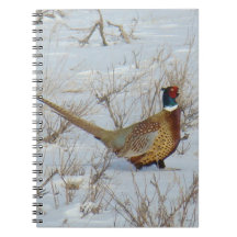 B22 Ring-necked Pheasant in Snow