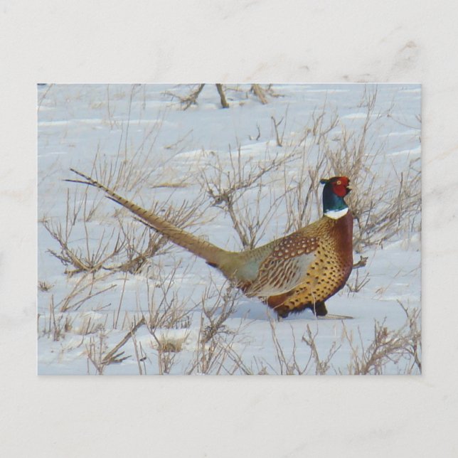 B22 Ring-necked Pheasant in Snow Postcard (Front)