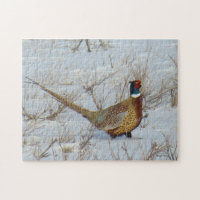 B22 Ring-necked Pheasant