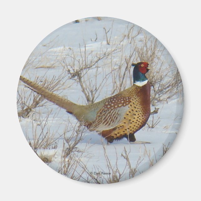 B22 Ring-necked Pheasant Magnet (Front)