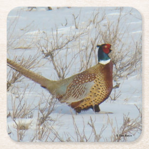 B22 Ring-necked Pheasant Square Paper Coaster