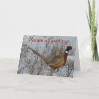 B23 Ring-necked Pheasant