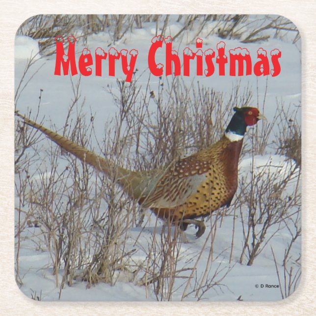 B23 Ring Necked Pheasant in Snow Coaster (Front)