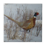 B23 Ring-necked Pheasant in Snow Tile<br><div class="desc">Ring-necked Pheasant in Snow Tile.</div>