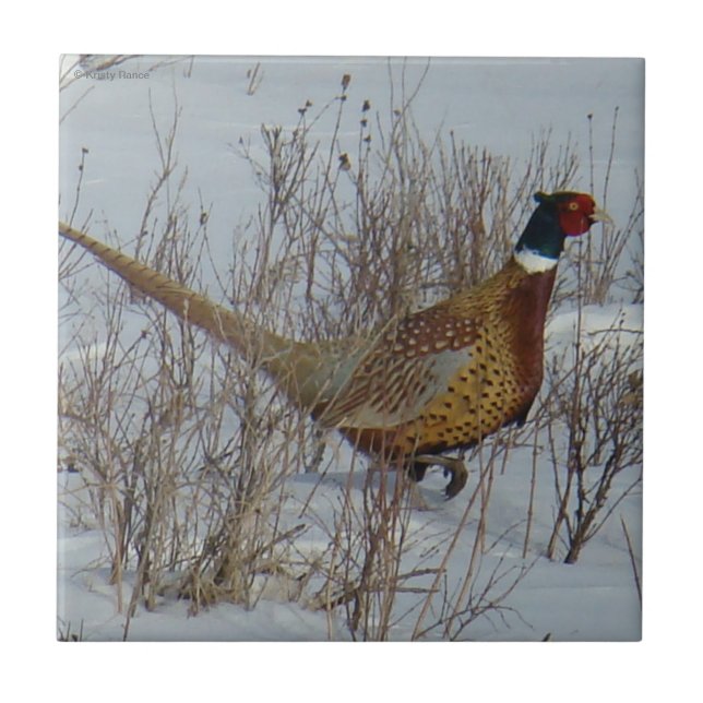B23 Ring-necked Pheasant in Snow Tile (Front)