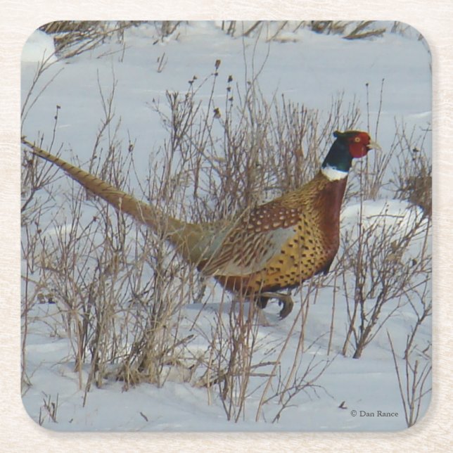 B23 Ring-necked Pheasant Square Paper Coaster (Front)