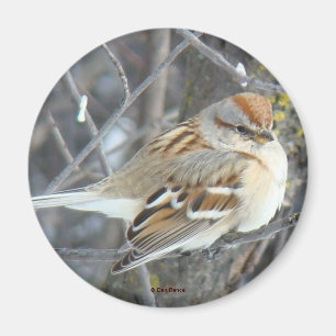 B24 Common Sparrow Magnet