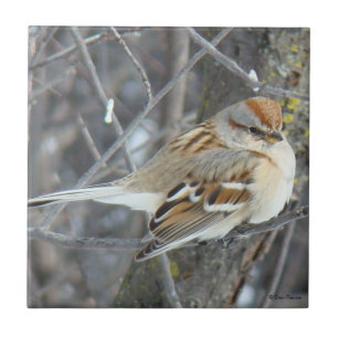B24 Common Sparrow Tile