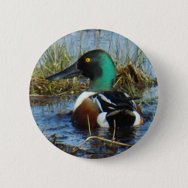 B25 Northern Shoveler 6 Cm Round Badge (Front)