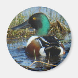 B25 Northern Shoveler Magnet
