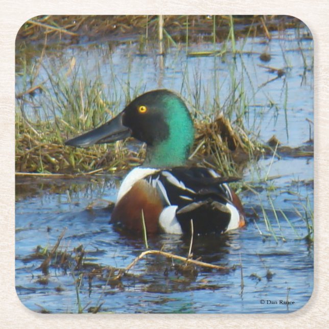 B25 Northern Shoveler Square Paper Coaster (Front)