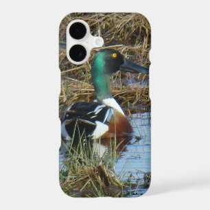 B26 Northern Shoveler