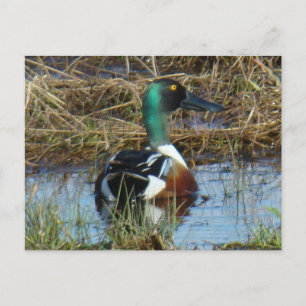 B26 Northern Shoveler Drake Postcard
