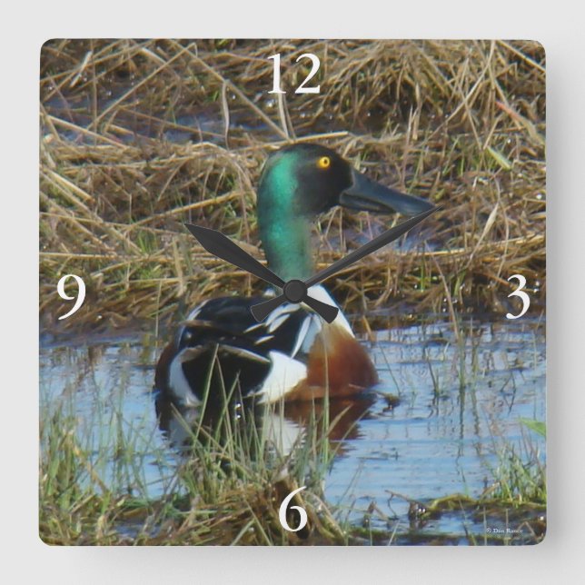 B26 Northern Shoveler Drake Square Wall Clock (Front)