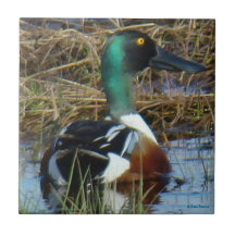 B26 Northern Shoveler Drake