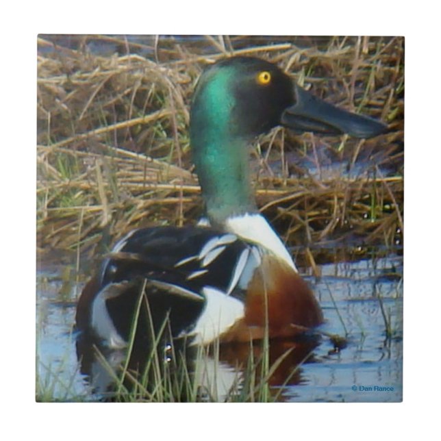B26 Northern Shoveler Drake Tile (Front)