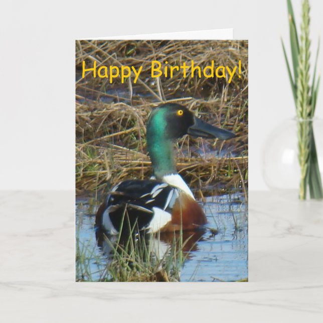 B26 Northern Shoveler Duck Card (Front)