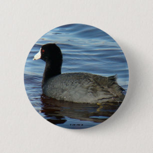 B27 Common Coot 6 Cm Round Badge