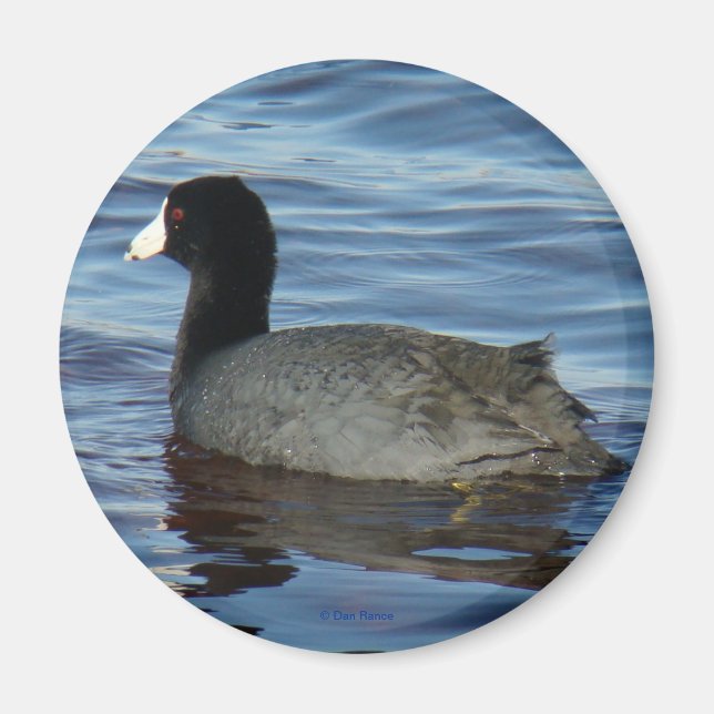 B27 Common Coot Magnet (Front)