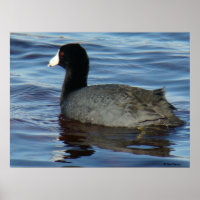 B27 Common Coot