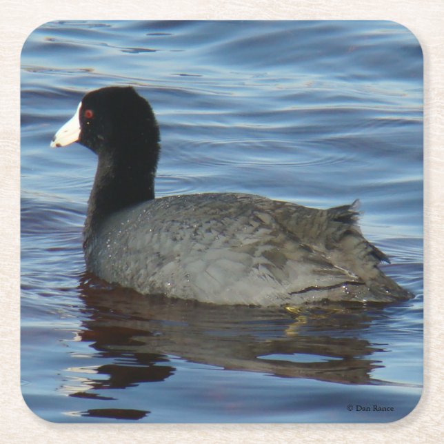B27 Common Coot Square Paper Coaster (Front)