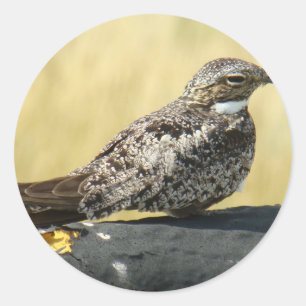 B29 Common Nighthawk Classic Round Sticker
