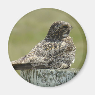 B2 Common Nighthawk Magnet
