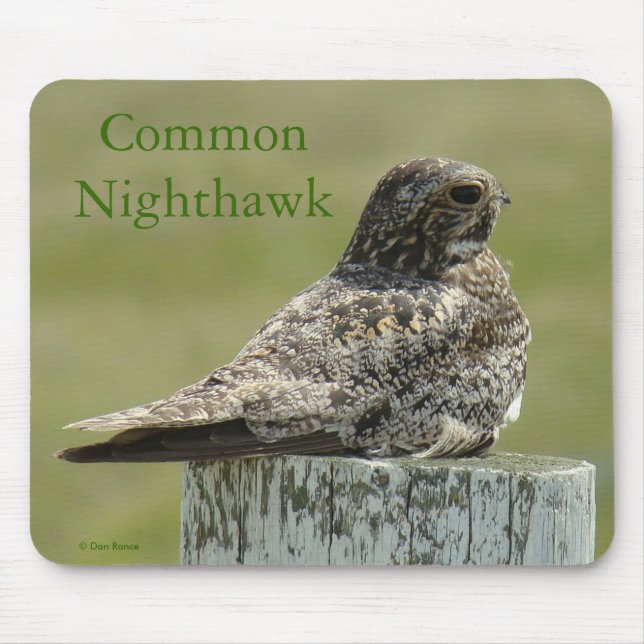 B2 Common Nighthawk Mouse Mat (Front)