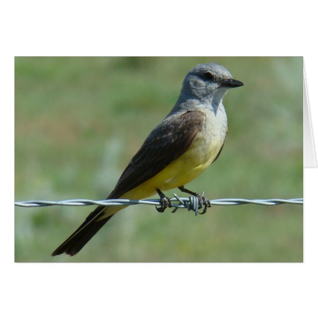 B31 Western Kingbird (Front Horizontal)